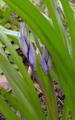 English Bluebells