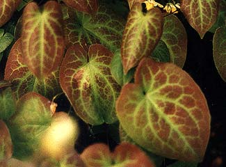 Epimedium leaves