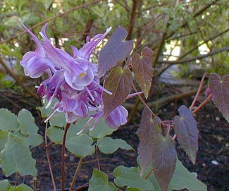 Epimedium