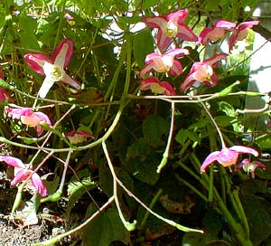 Epimedium flowers
