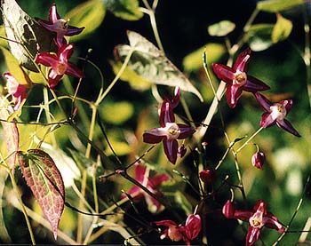 Red Epimedium