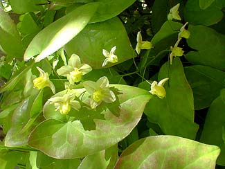 Epimedium blooms