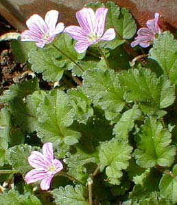 Erodium