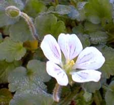 Erodium