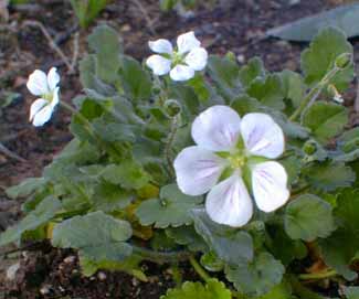 Erodium