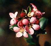 Escallonia bloom