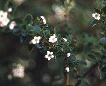 Escallonia summer bloom