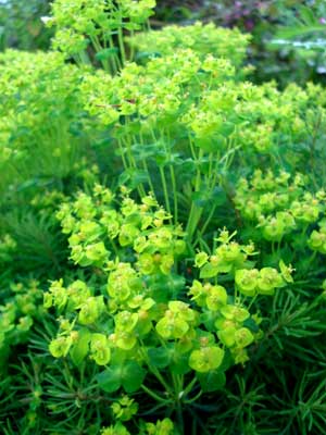 Cypress Spurge