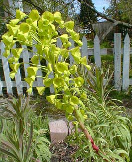 Euphorbia