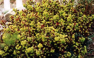 Green Blooms on Spurge