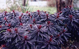 Purple Wood Spurge