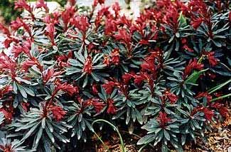 The Same Spurge Early Spring