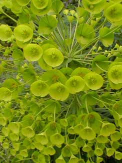 Euphorbia