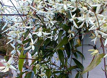 Evergreen Clematis