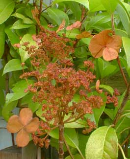 Evergreen Hydrangea