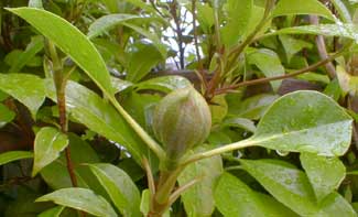 Evergreen Hydrangea