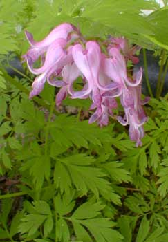 Bleeding Hearts