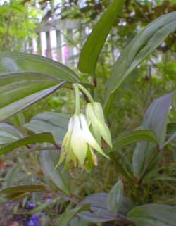 Fairybells