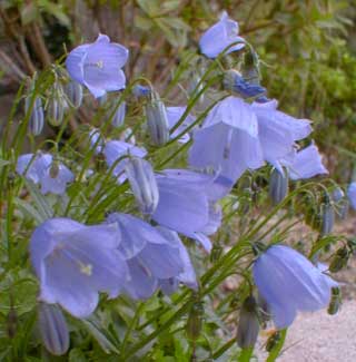 Fairy Thimbles