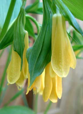 Fairybells