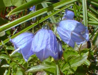 Fairy Thimbles