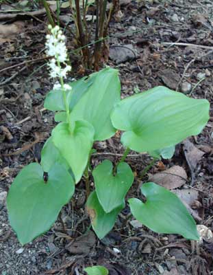 Lily-of-the-Valley