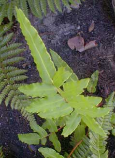 Chilean Hard-fern