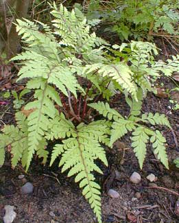 Lady Fern