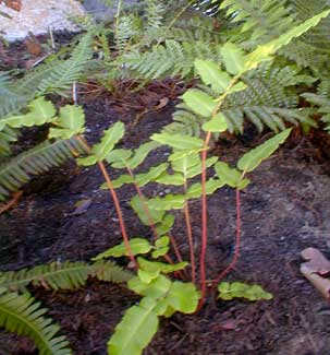 Chilean Hard-fern