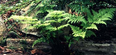 Buckler Fern