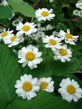 Feverfew