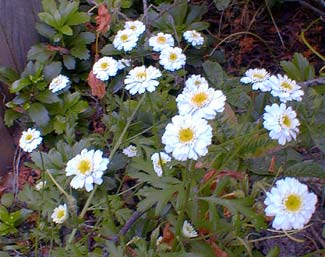 Feverfew