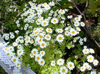 Feverfew