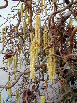 Filbert Catkins early March