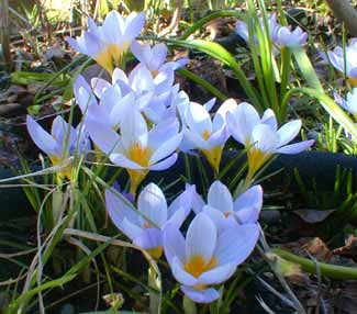 Firefly Snow Crocus