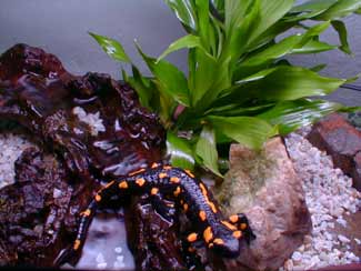 Dwarf Cane with Salamander