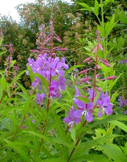 Fireweed