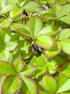 Fiveleaf Azalea