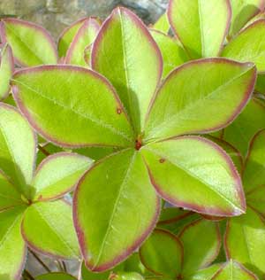 Fiveleaf Azalea