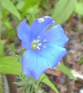 Blue Flax