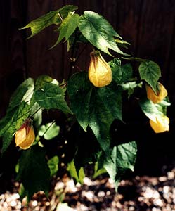 Abutilon Luteus