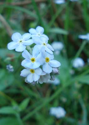 forget me nots