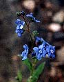 Myosotis