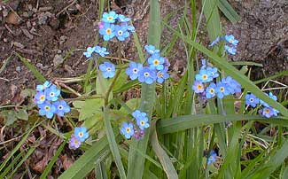 forget me nots