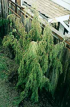 Viewed from above