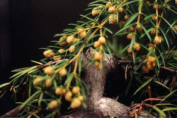 Juniper fruit