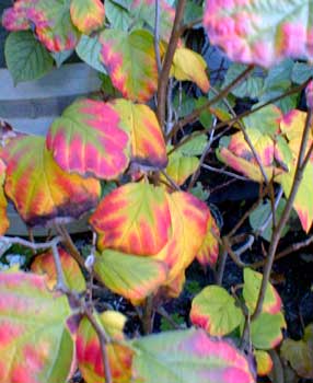 Autumn Fothergilla