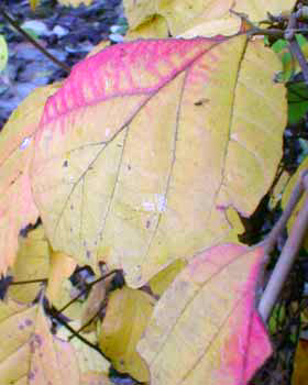 Autumn Fothergilla