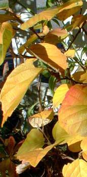Autumn Fothergilla