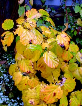 Autumn Fothergilla